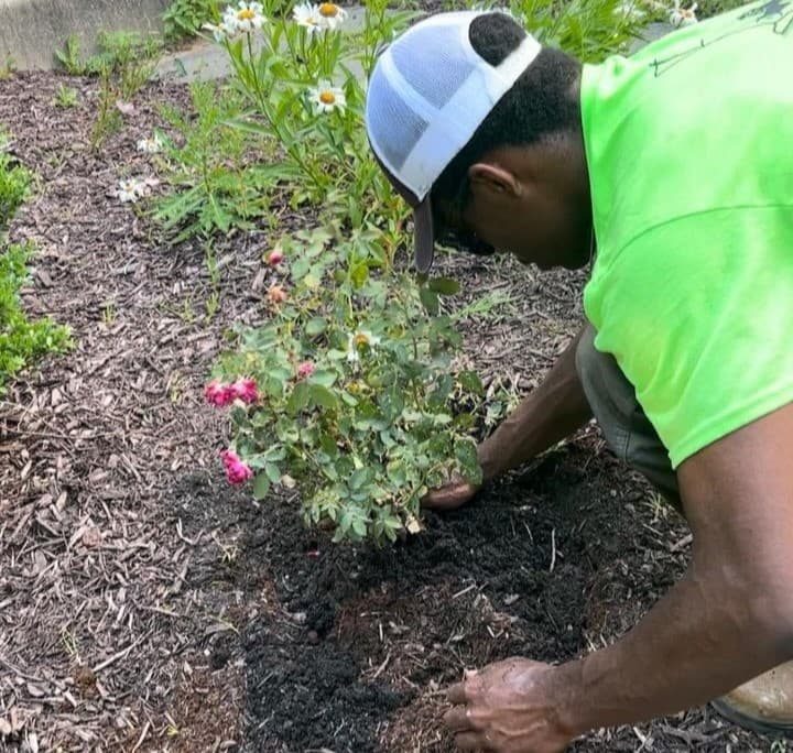 Planting Image 3